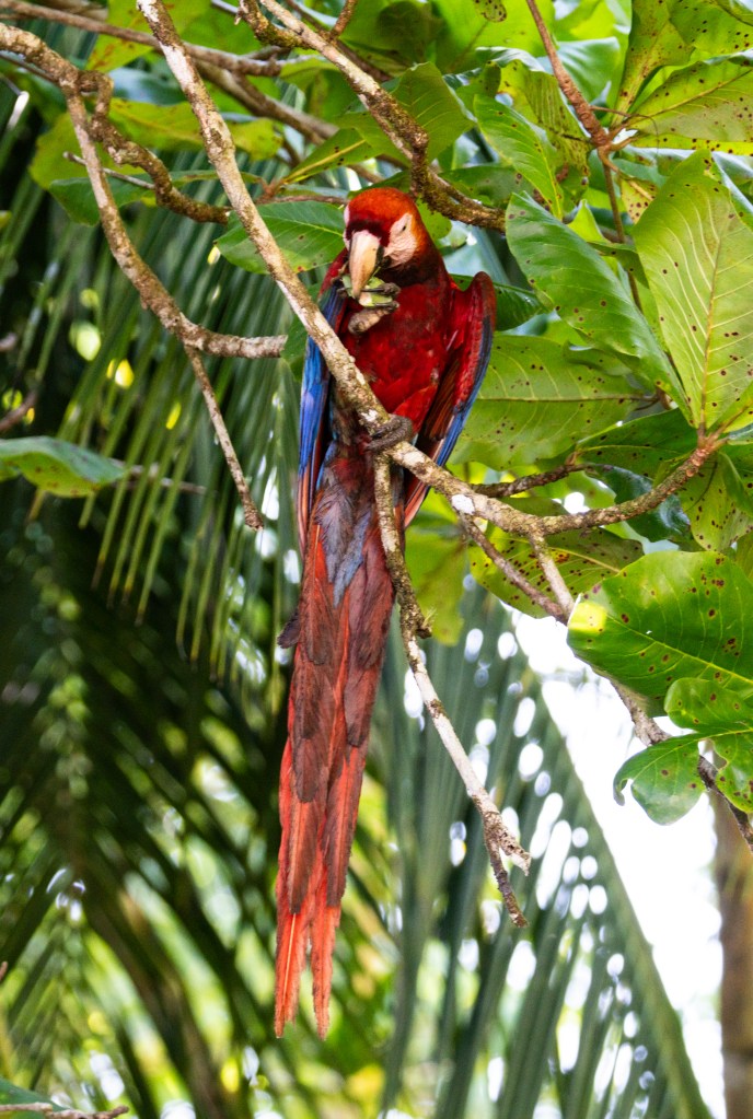 A colorful macaw perched on a branch, eating a green leaf, surrounded by lush green foliage.