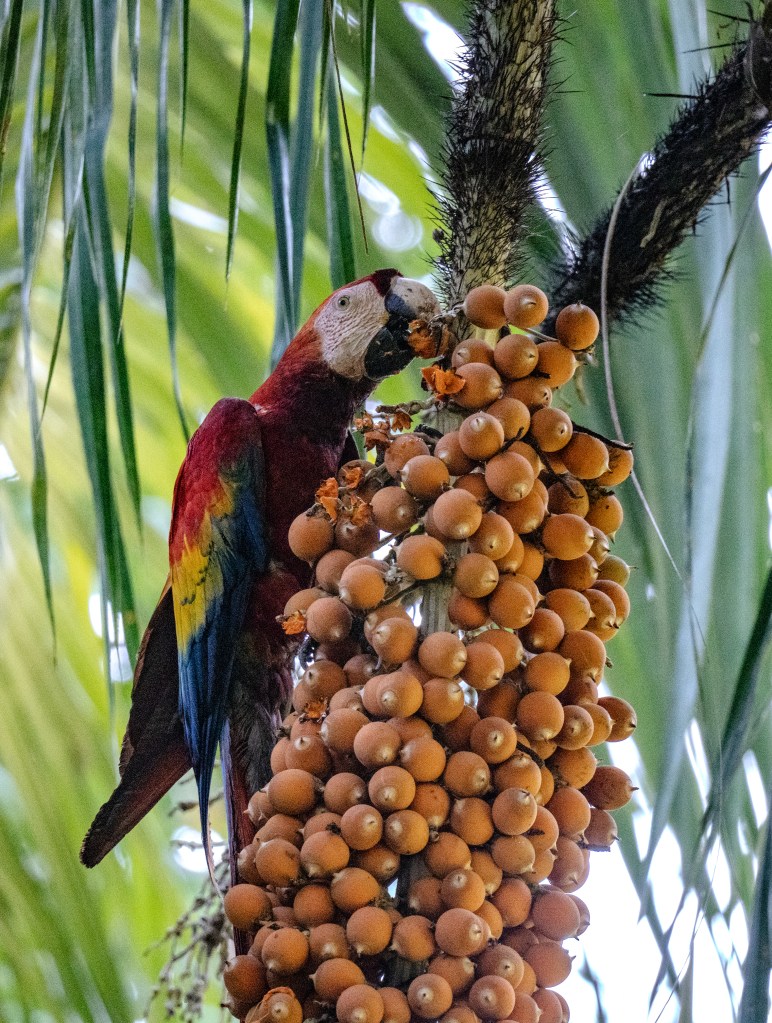 A colorful parrot feeding on a cluster of orange fruits hanging from a palm tree.