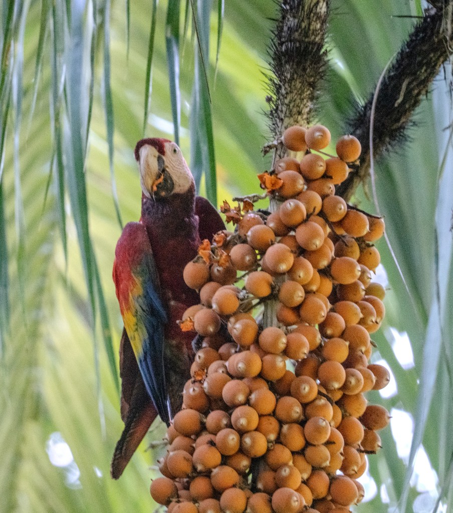 A colorful parrot eating fruit from a cluster of orange berries on a palm tree, surrounded by green leaves.