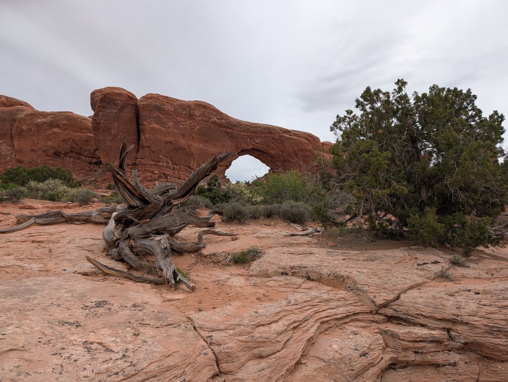 A desert landscape featuring a prominent rock arch in the background, surrounded by red sandstone formations, with dry vegetation and twisted tree roots in the foreground.