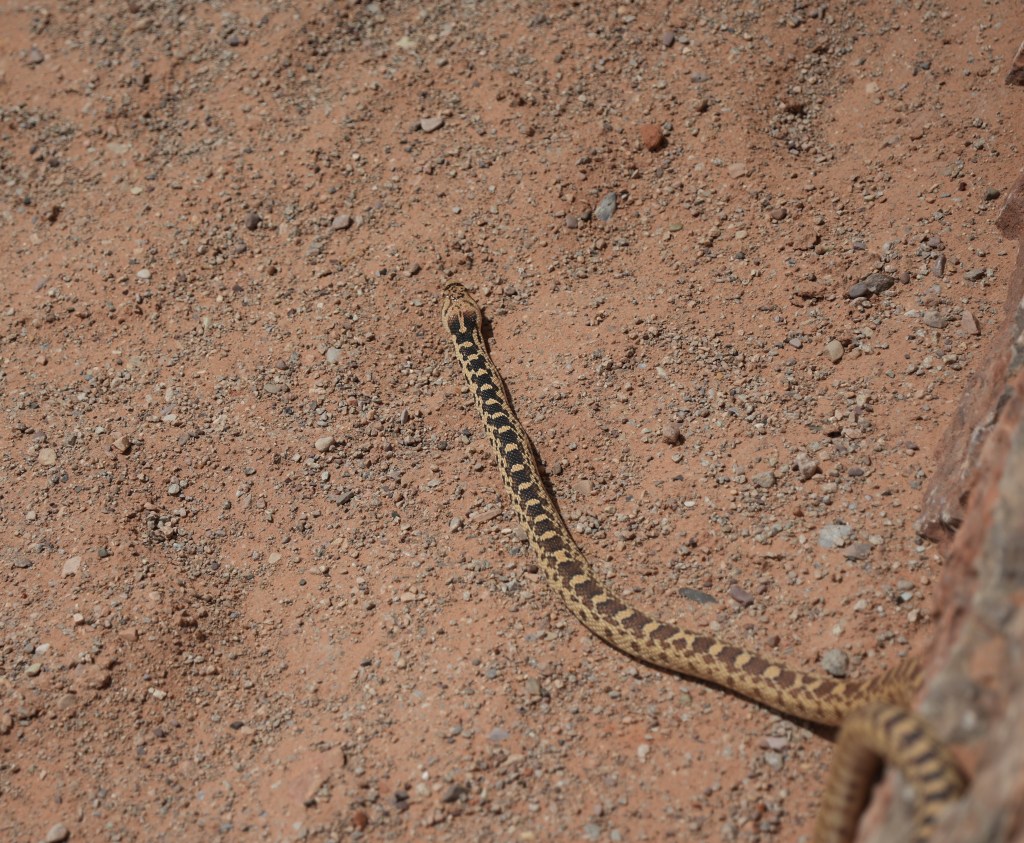 A snake with a patterned body slithering across a sandy, rocky surface.