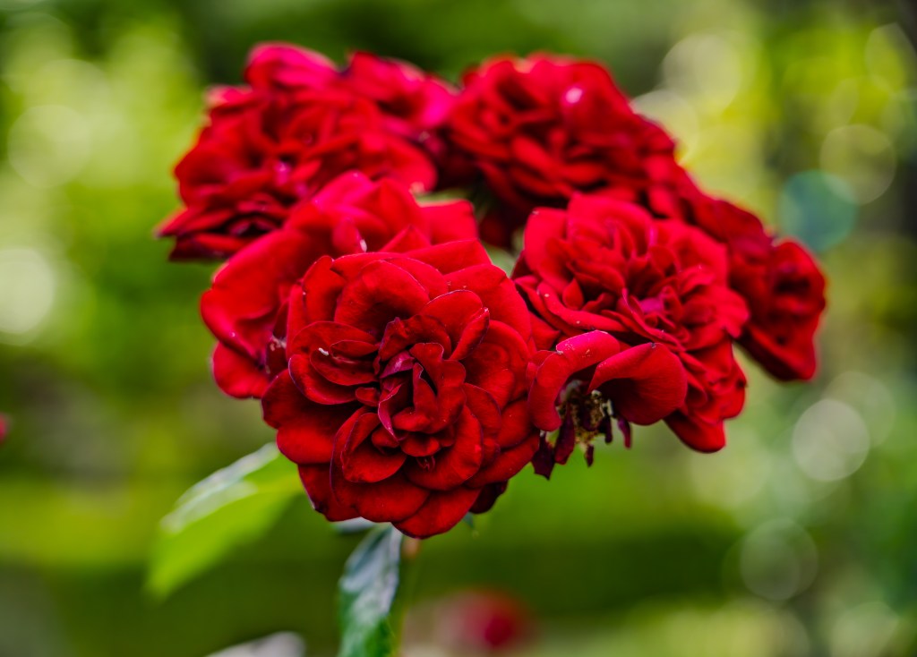 A cluster of vibrant red roses in full bloom, showcasing lush petals against a softly blurred green background.