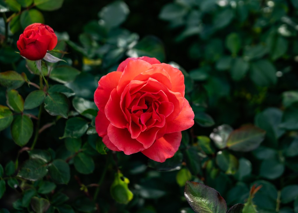 A vibrant red rose in full bloom surrounded by lush green leaves, with a smaller rose bud nearby.