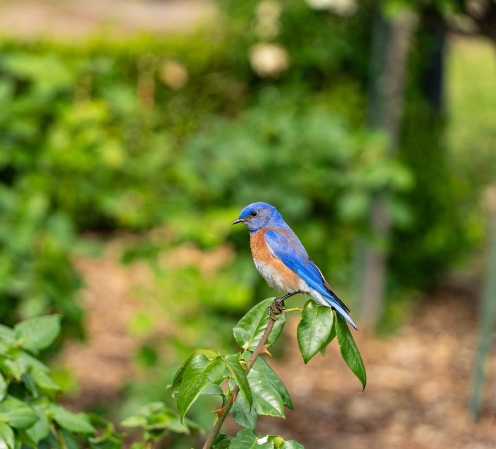 A bluebird perched on a branch surrounded by greenery.