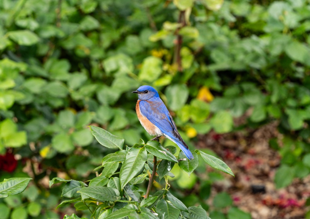 A bluebird perched on green foliage, surrounded by out-of-focus plants in the background.