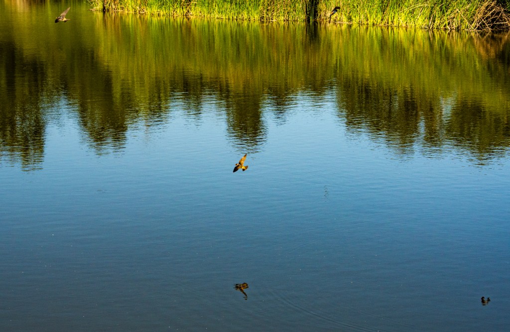 Two birds flying over a calm lake reflecting nearby greenery.