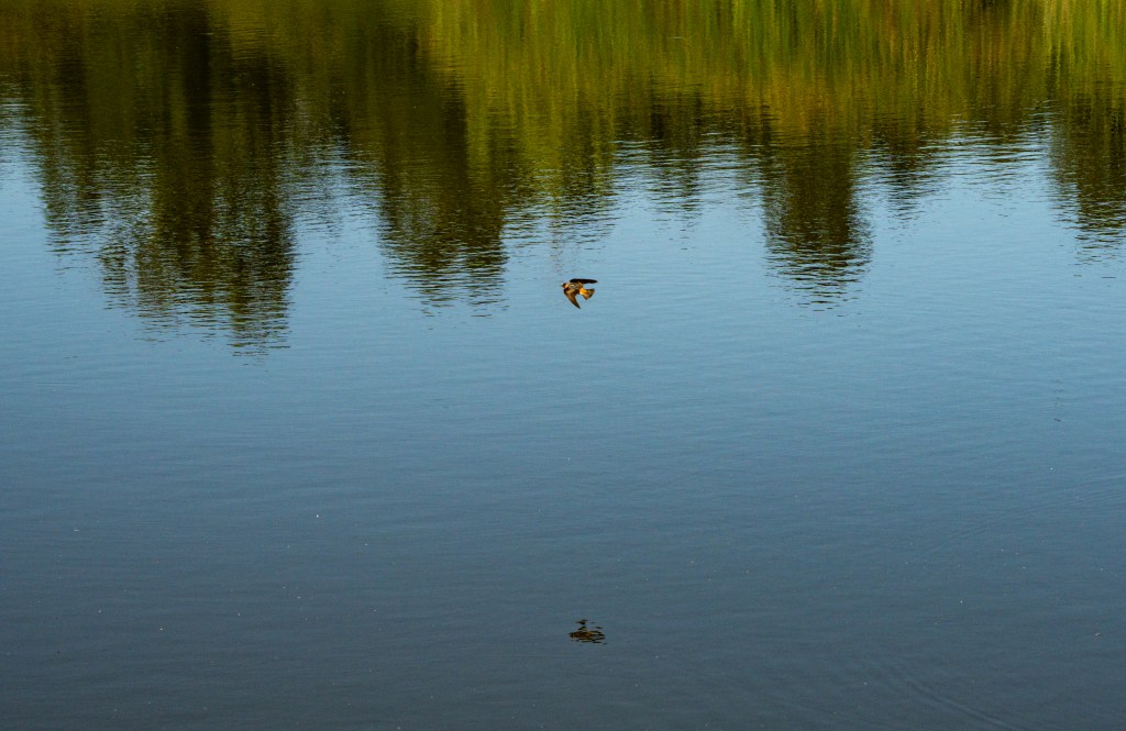 A bird flying over a calm body of water, reflecting the surrounding trees.