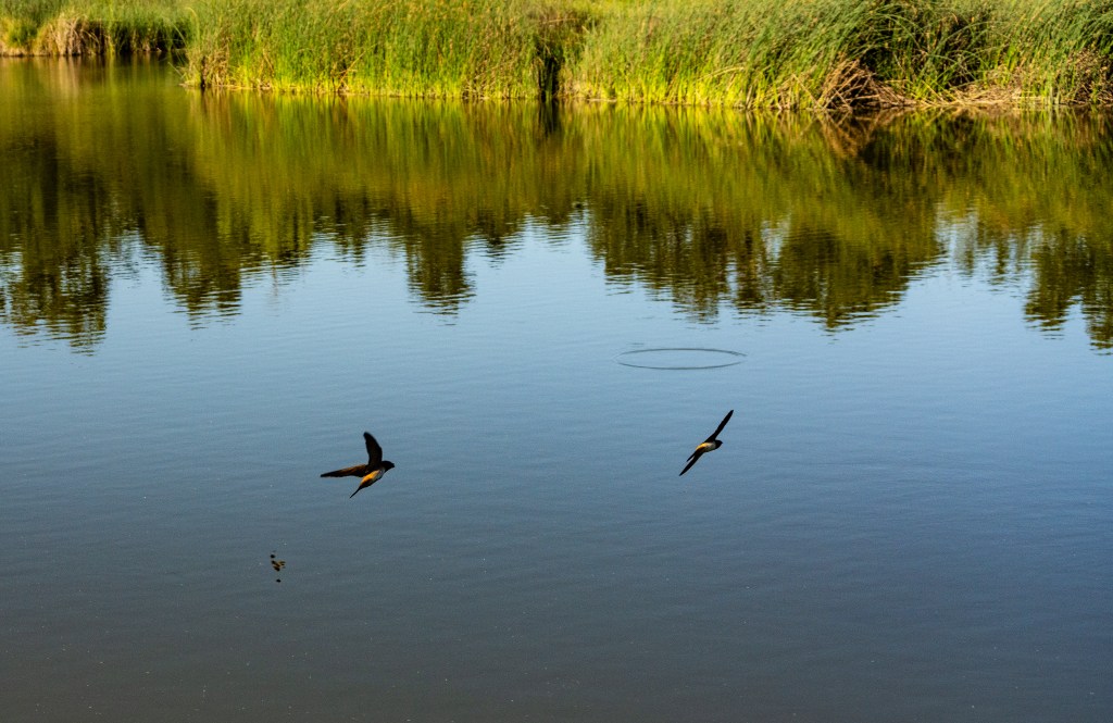 Two birds flying over a calm body of water, surrounded by lush green grasses, with reflections visible in the water's surface.