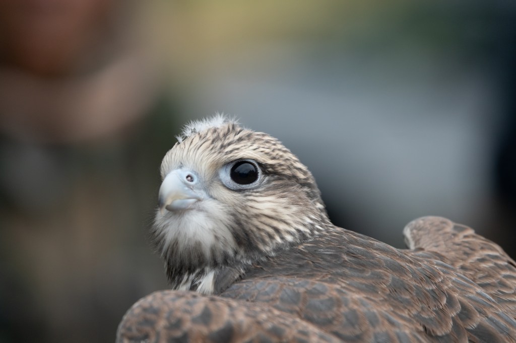 Close-up of a young bird of prey with a brown and white patterned feather texture and large dark eyes.