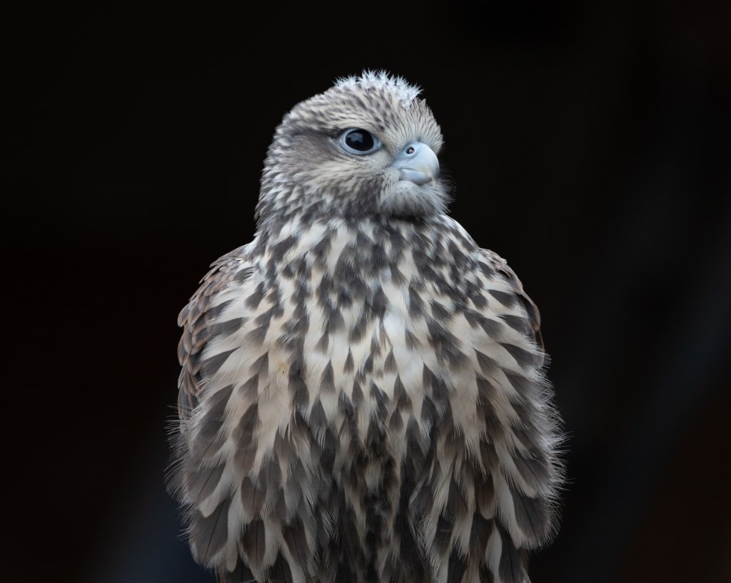 A close-up of a brown and white speckled bird with a rounded head and distinctive facial features, set against a dark background.