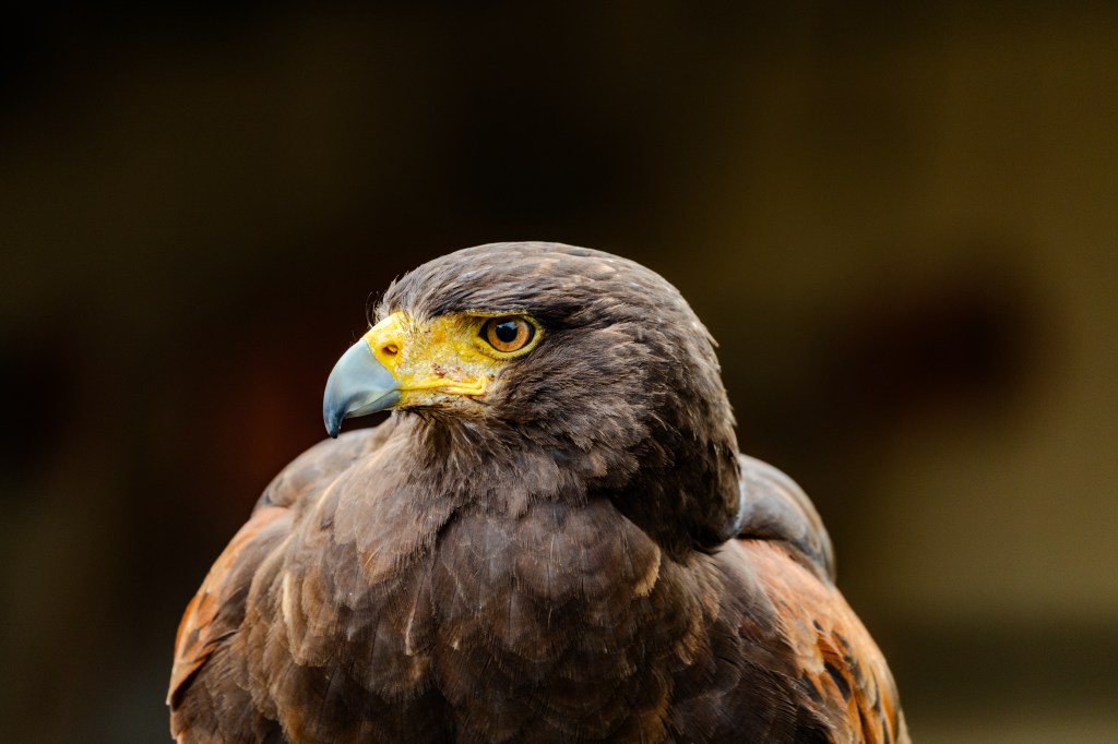 Close-up of a hawk with a sharp beak and intense yellow eyes against a blurred background.