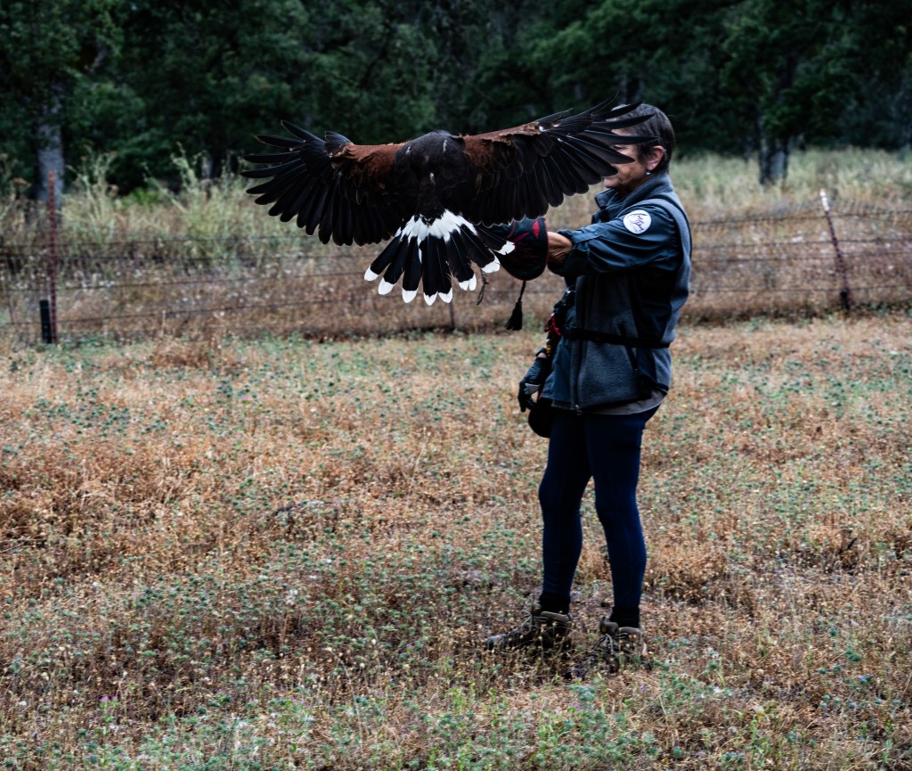 A person standing in a field with a hawk spreading its wings, showcasing its feathers. The background consists of grass and sparse trees.