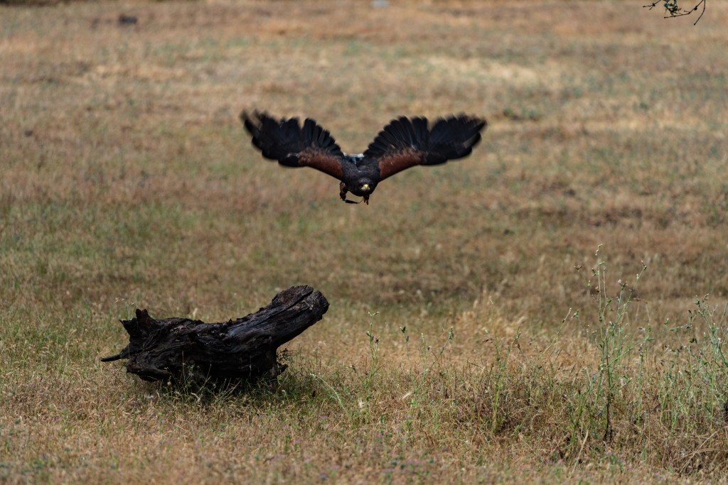 A hawk in flight above a grassy field, with a wooden log in the foreground.