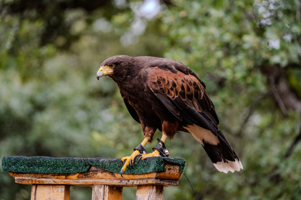 A close-up of a hawk perched on a wooden platform, showing its brown plumage and yellow beak against a blurred green background.