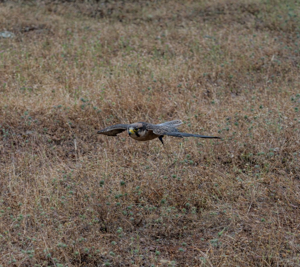 A falcon in flight over dry grassland, showcasing its distinctive features and keen expression.