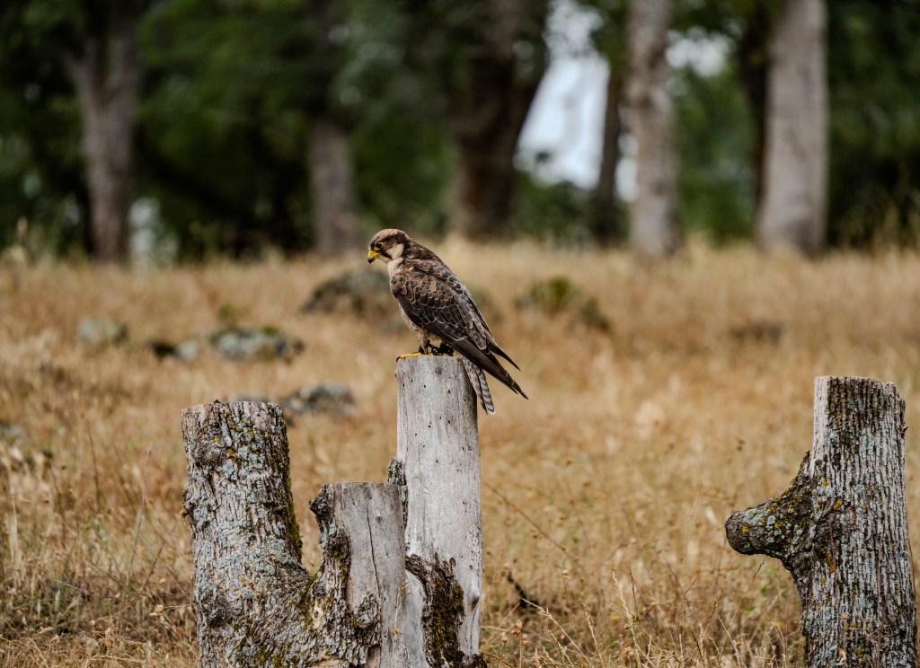 A bird of prey perched on a weathered wooden stump in a grassy field.
