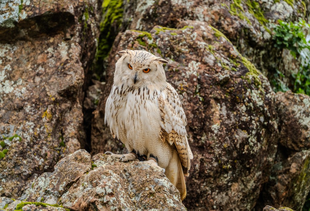A majestic owl perched on a rocky surface, showcasing its detailed feathers and striking orange eyes.