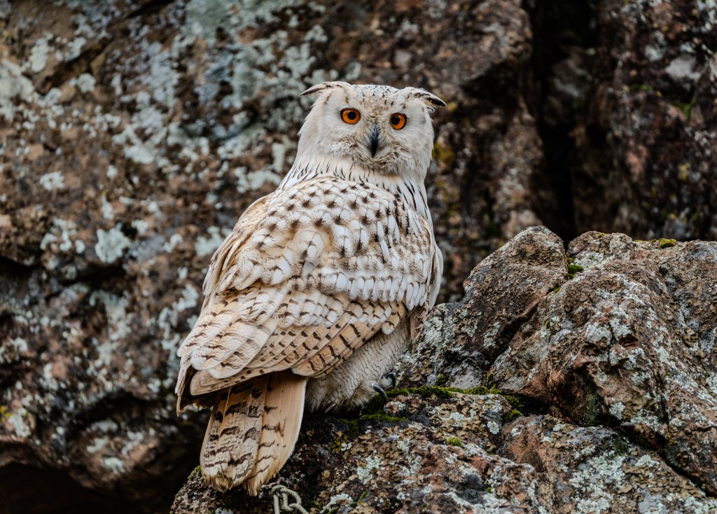 A close-up of a white owl perched on a rocky surface, showcasing its striking orange eyes and patterned feathers.