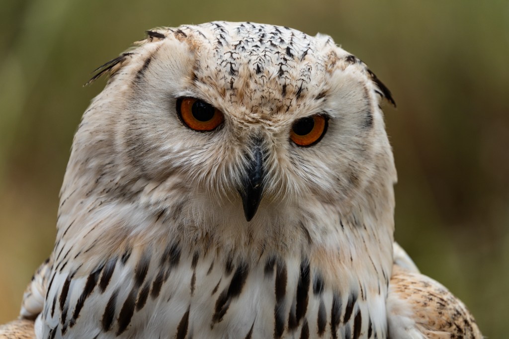 Close-up of a snowy owl with striking orange eyes and detailed feather patterns, set against a blurred green background.