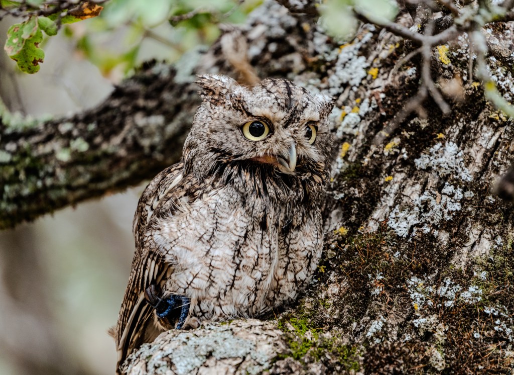 A close-up of a brown and gray owl perched on a textured tree trunk, surrounded by lichen and leaves.