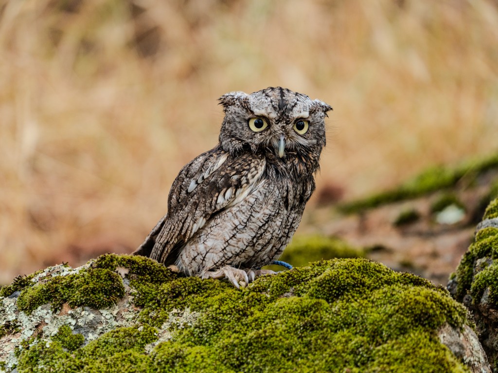 A close-up of a camouflaged owl perched on a moss-covered rock, with yellow eyes and feathers blending into the natural surroundings.