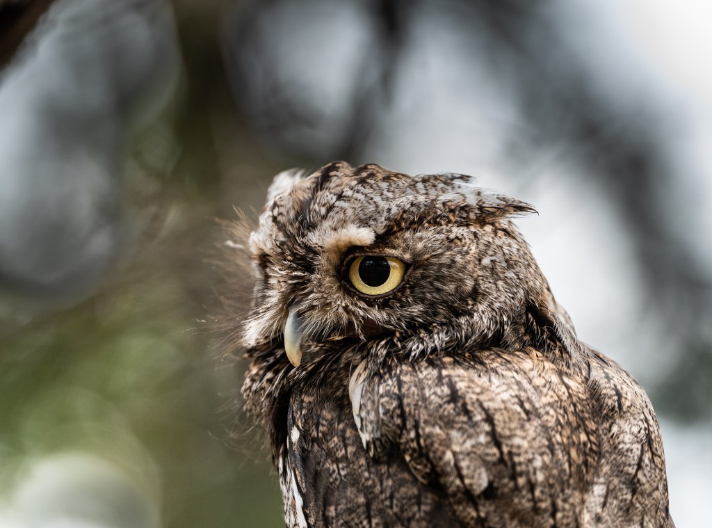 Close-up of a brown owl with striking yellow eyes and detailed feather patterns, perched in a natural setting.