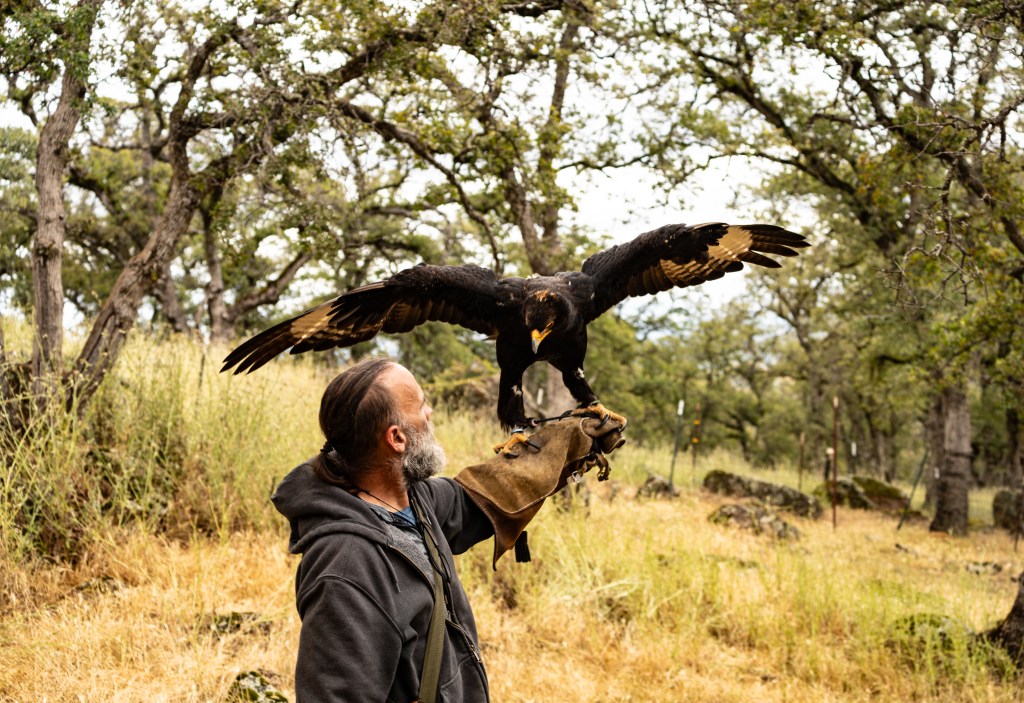 A man in a hoodie stands outdoors, holding a golden eagle on his gloved arm amidst a wooded area.