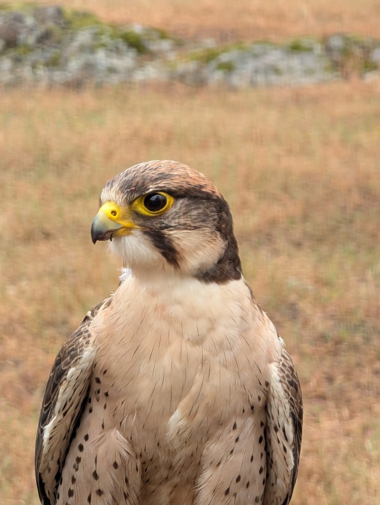 Close-up of a falcon with a yellow beak and striking yellow eyes, set against a blurred natural background.