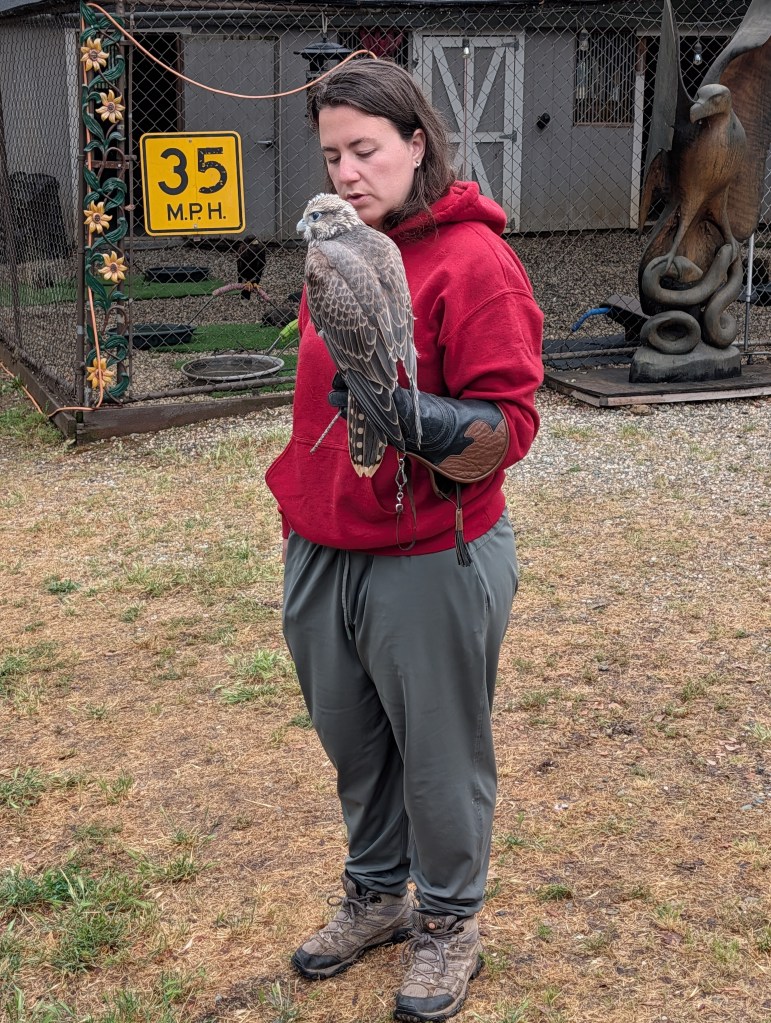 A woman wearing a red hoodie stands outside holding a bird of prey on her gloved arm, with a 35 MPH speed limit sign visible in the background.