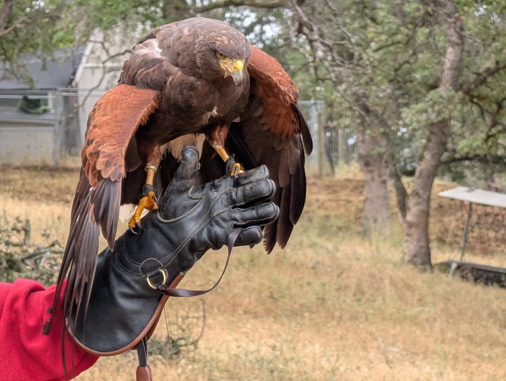 A hawk perched on a hand wearing a black glove, surrounded by trees and greenery.