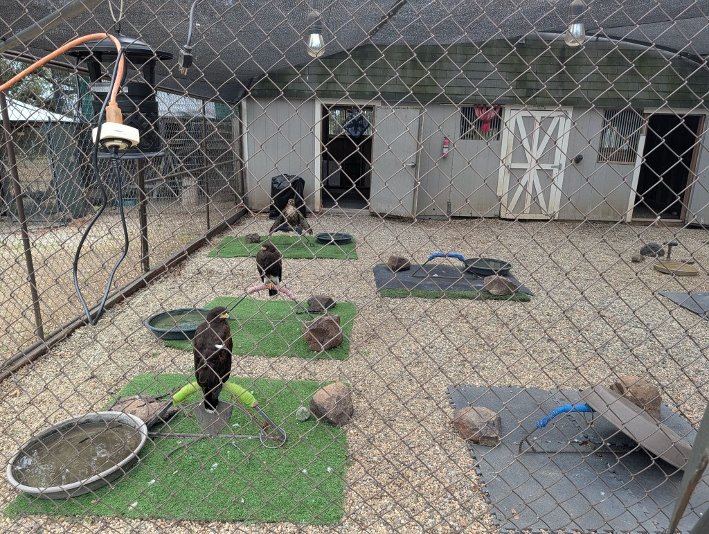 A fenced enclosure containing several birds of prey, including hawks, sitting on platforms covered with artificial grass and rocks. Water dishes are placed around the area, and a building with multiple doors is visible in the background.