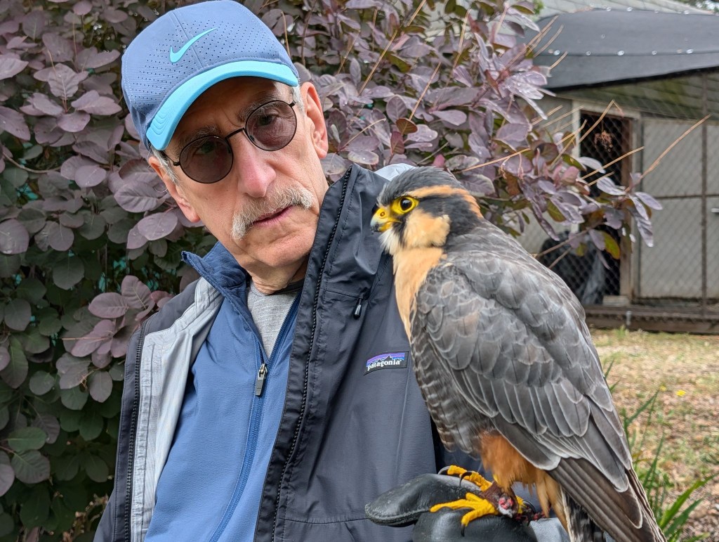 An older man wearing sunglasses and a blue cap is holding a bird of prey, a falcon, on his glove. The background features purple foliage.