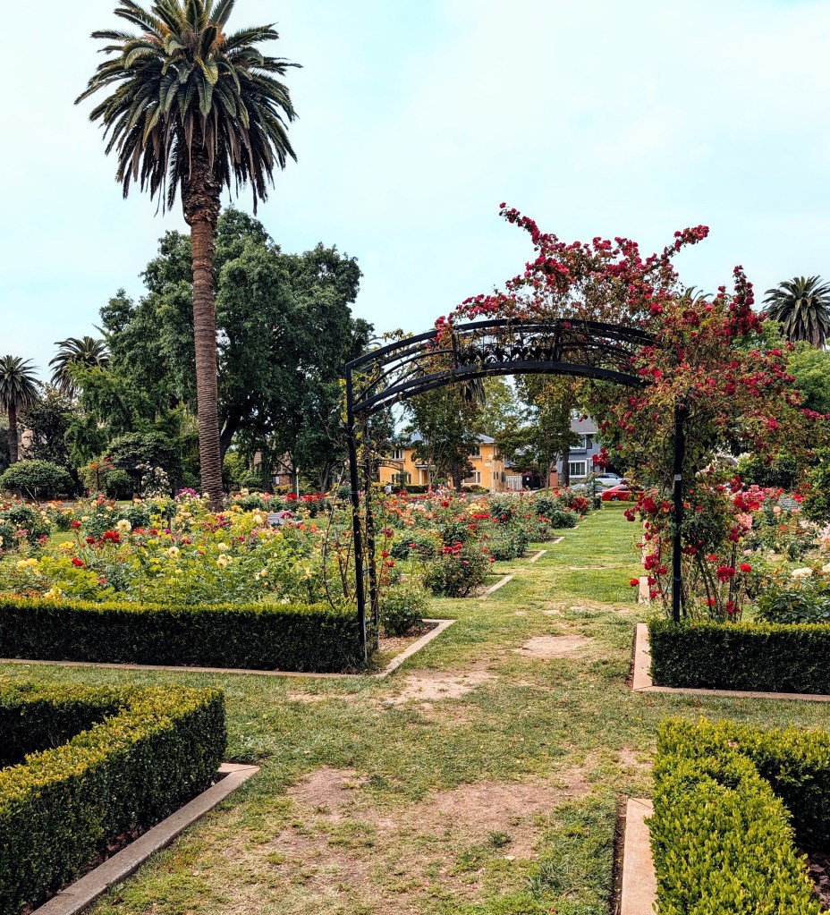 A picturesque garden pathway adorned with colorful rose bushes, leading through neatly trimmed hedges and an arched trellis, under a clear sky and palm trees.