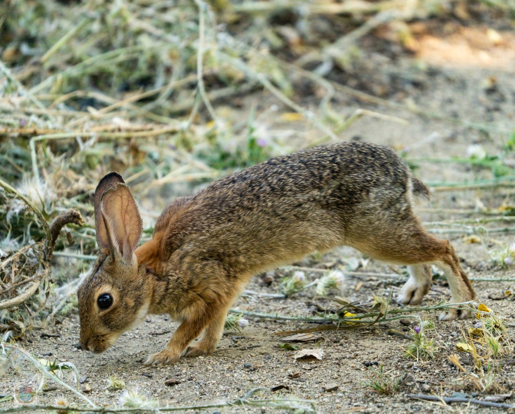 A brown rabbit foraging on the ground among thin grass and flowers.