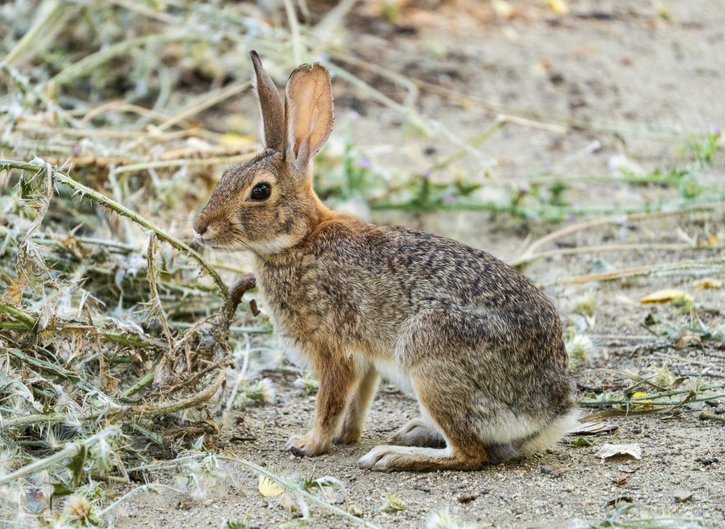 A brown rabbit sitting on the ground surrounded by vegetation.