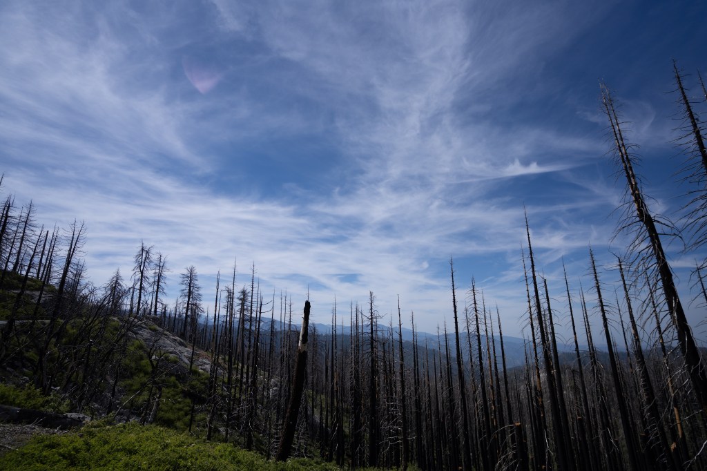 A landscape featuring charred tree trunks in a forest, with a blue sky filled with wispy clouds in the background.