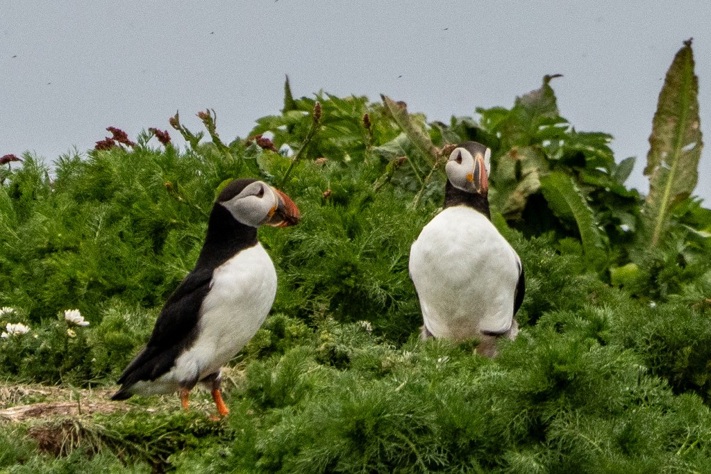Two Atlantic puffins standing on lush green foliage with a cloudy sky in the background.