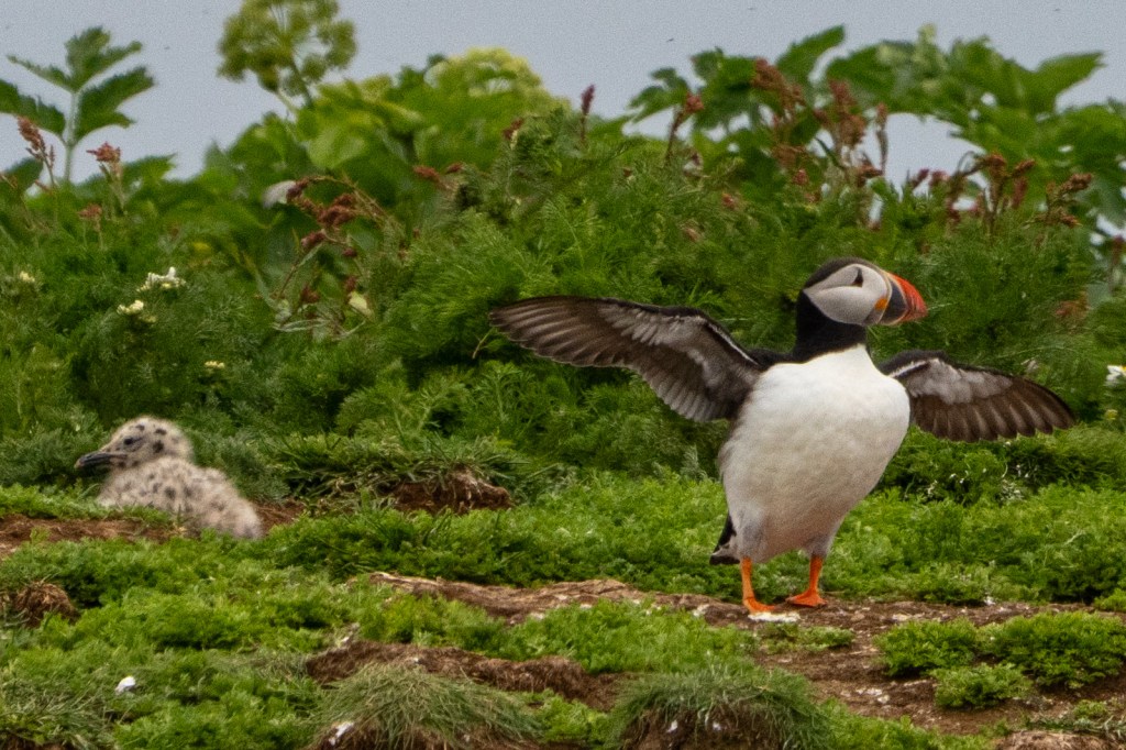A puffin spreading its wings on a grassy area, with a fuzzy chick resting nearby.