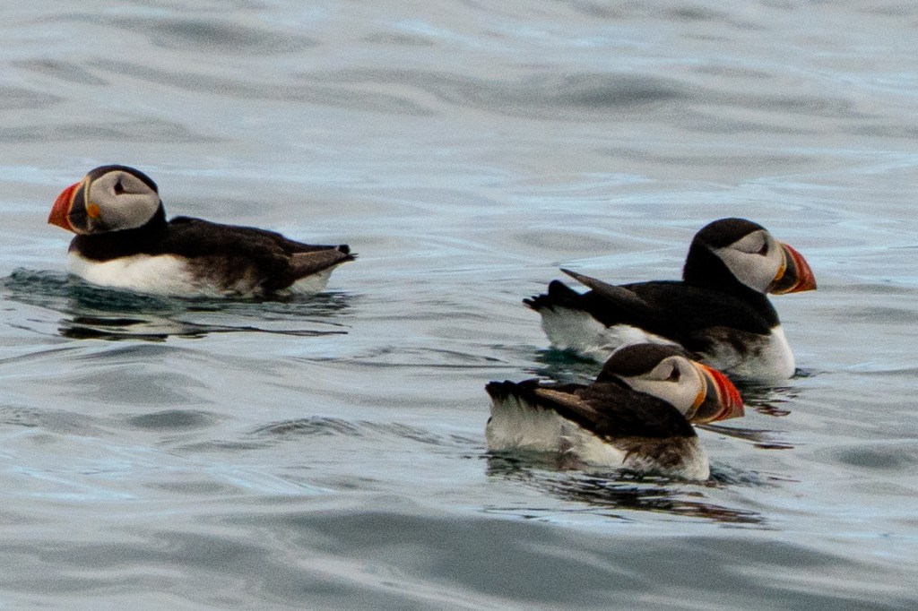 Four puffins swimming in the water