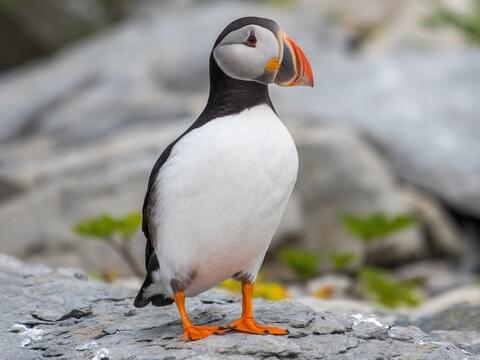 A puffin standing on a rocky surface, showcasing its black and white plumage and distinctive orange beak.