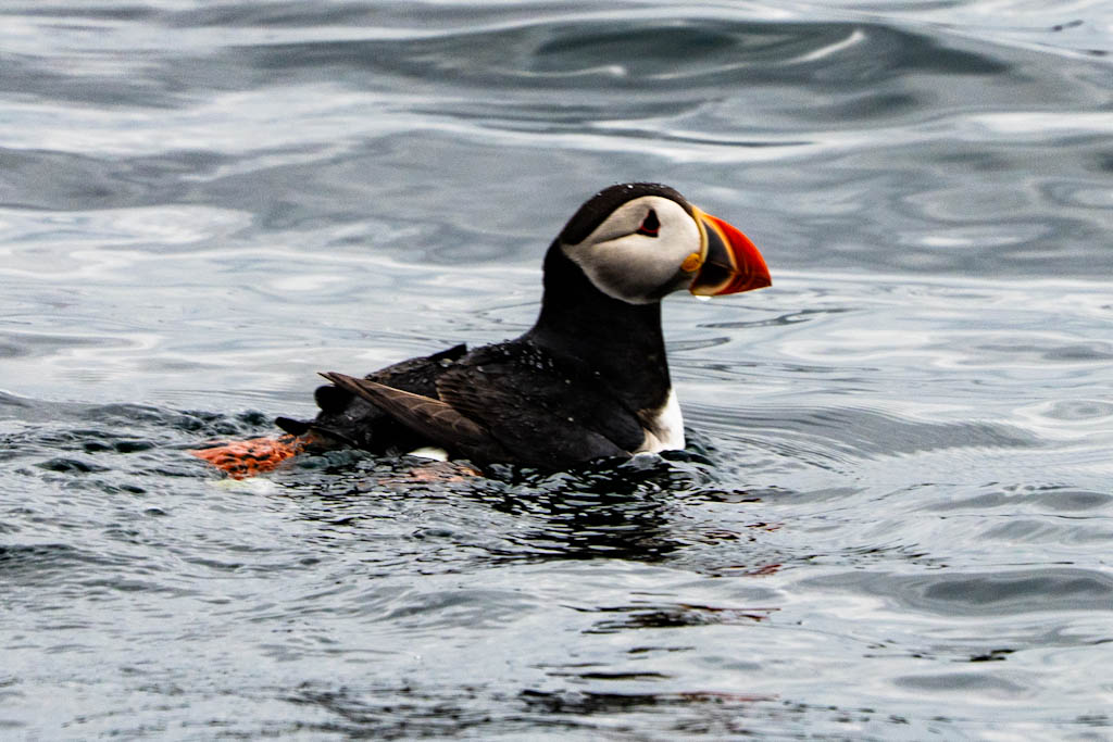 A puffin swimming on the surface of the water, with a distinctive black and white body and bright orange beak.