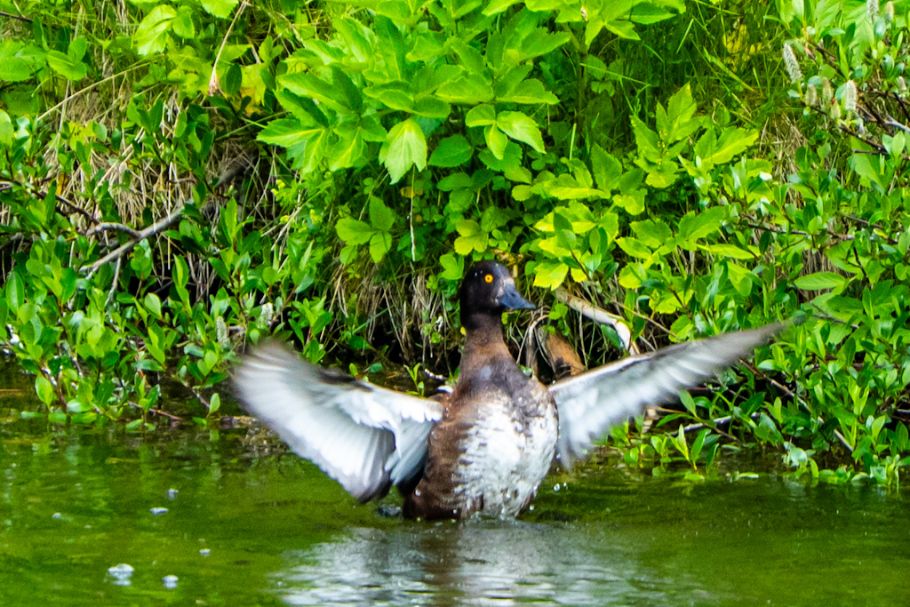 A duck flapping its wings while swimming in a body of water, surrounded by lush green plants.