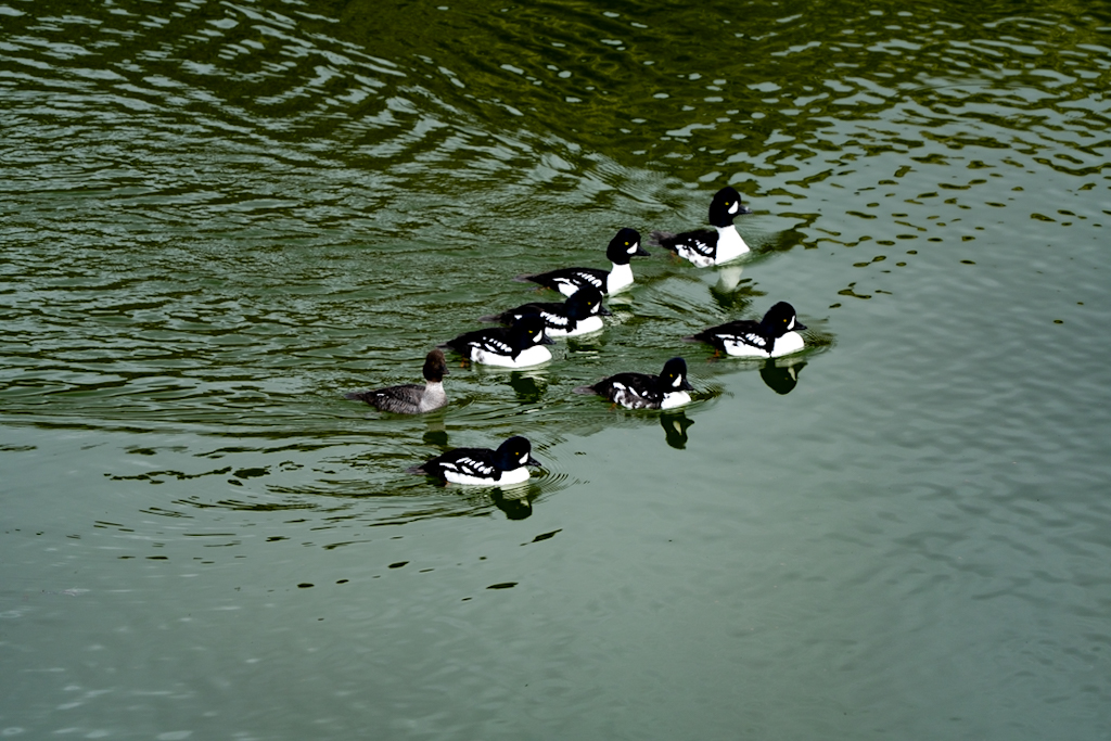 A group of seven ducks swimming in a green-tinted body of water, with six black and white ducks leading and one gray duck trailing behind.