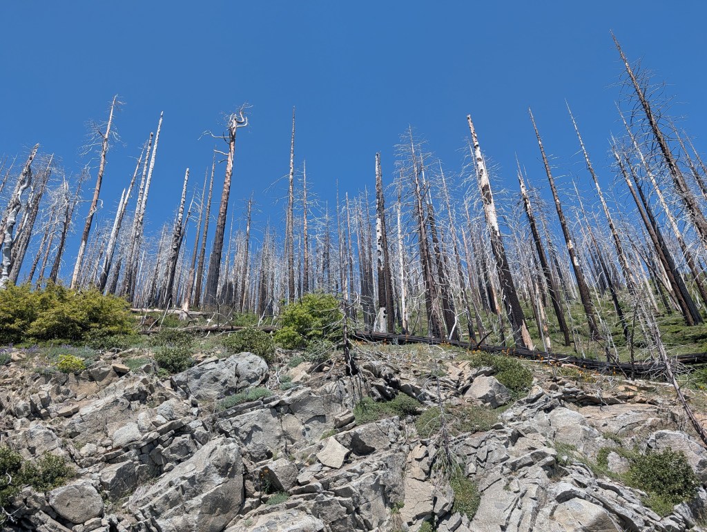 A view of a hillside with tall, barren trees against a clear blue sky, featuring rocky terrain and patches of greenery.