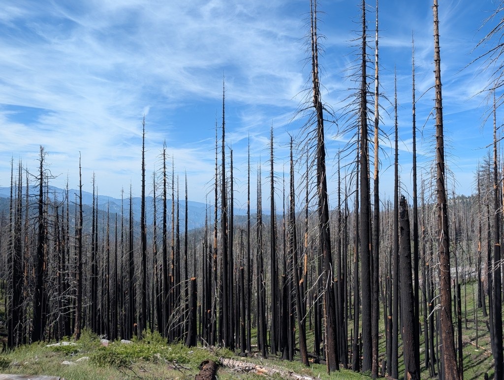A landscape showing tall, charred tree trunks from a recent forest fire, set against a backdrop of blue skies and distant mountains.