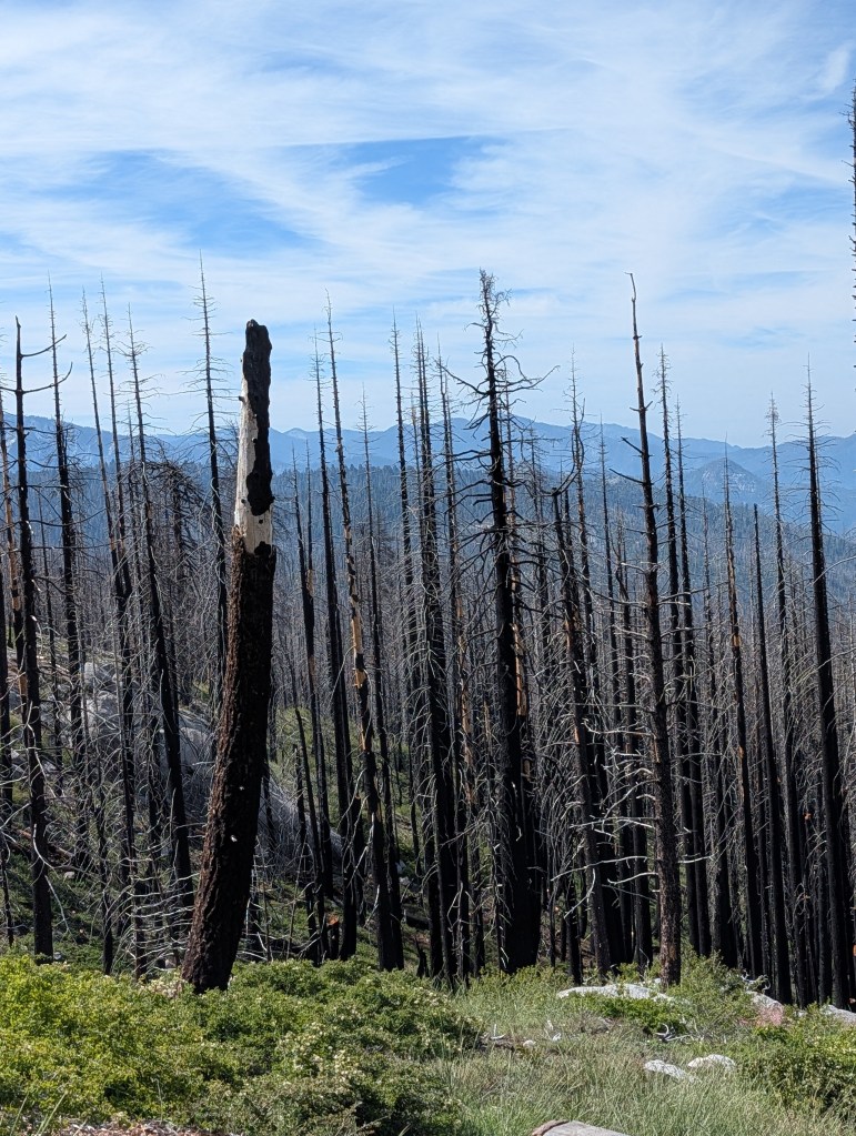 A landscape of charred tree stumps and tall, scorched trees in a forest recovering from a wildfire, with green underbrush and distant mountains under a blue sky.