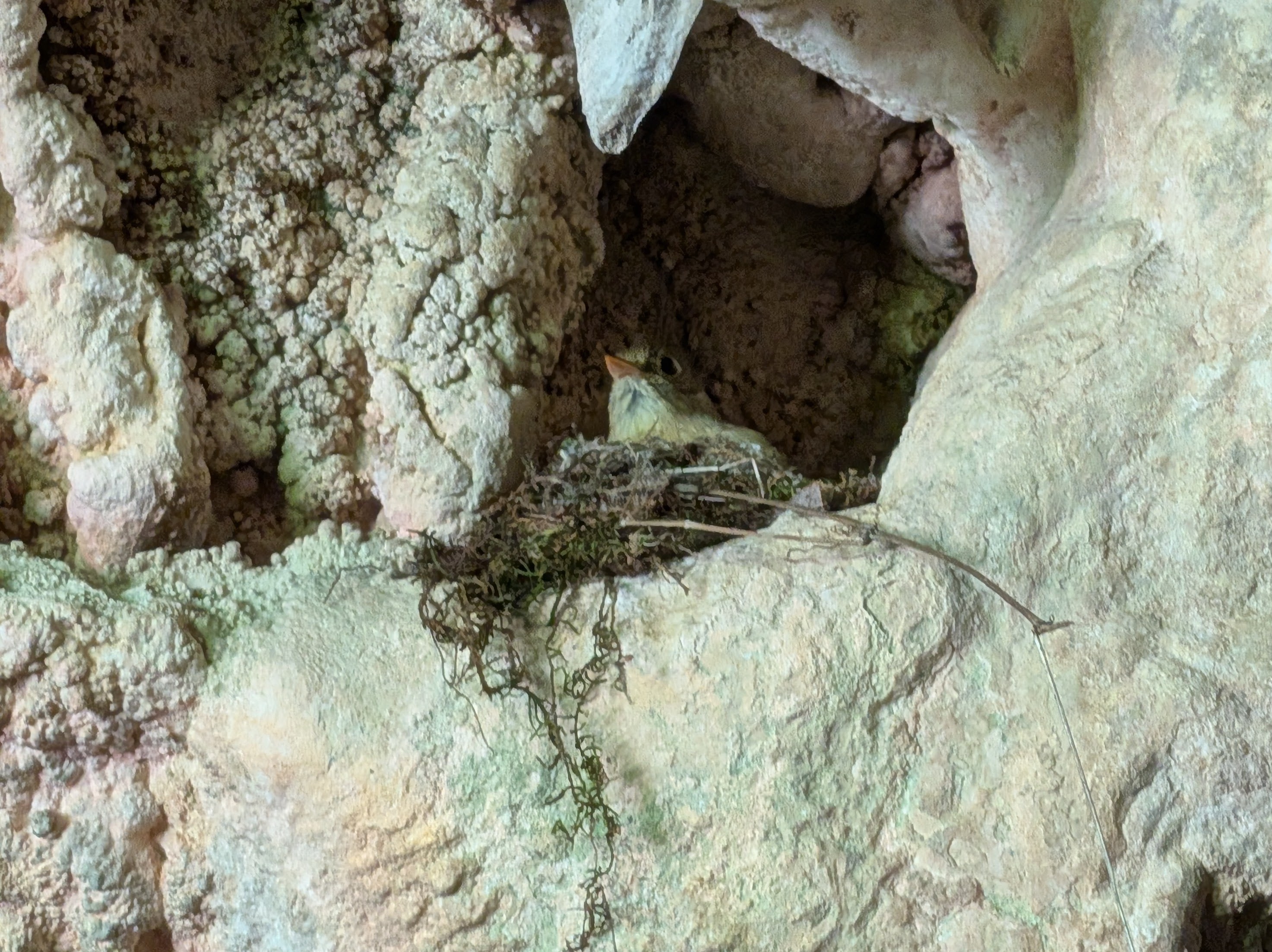 A small bird sitting in a nest nestled within a textured rock formation.