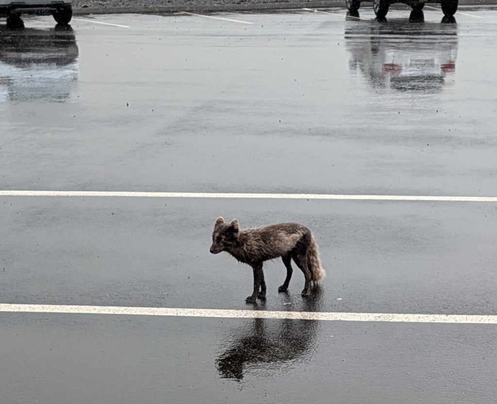 A small, furry animal standing on a wet, reflective asphalt surface, surrounded by empty parking spaces, with vehicles visible in the background.