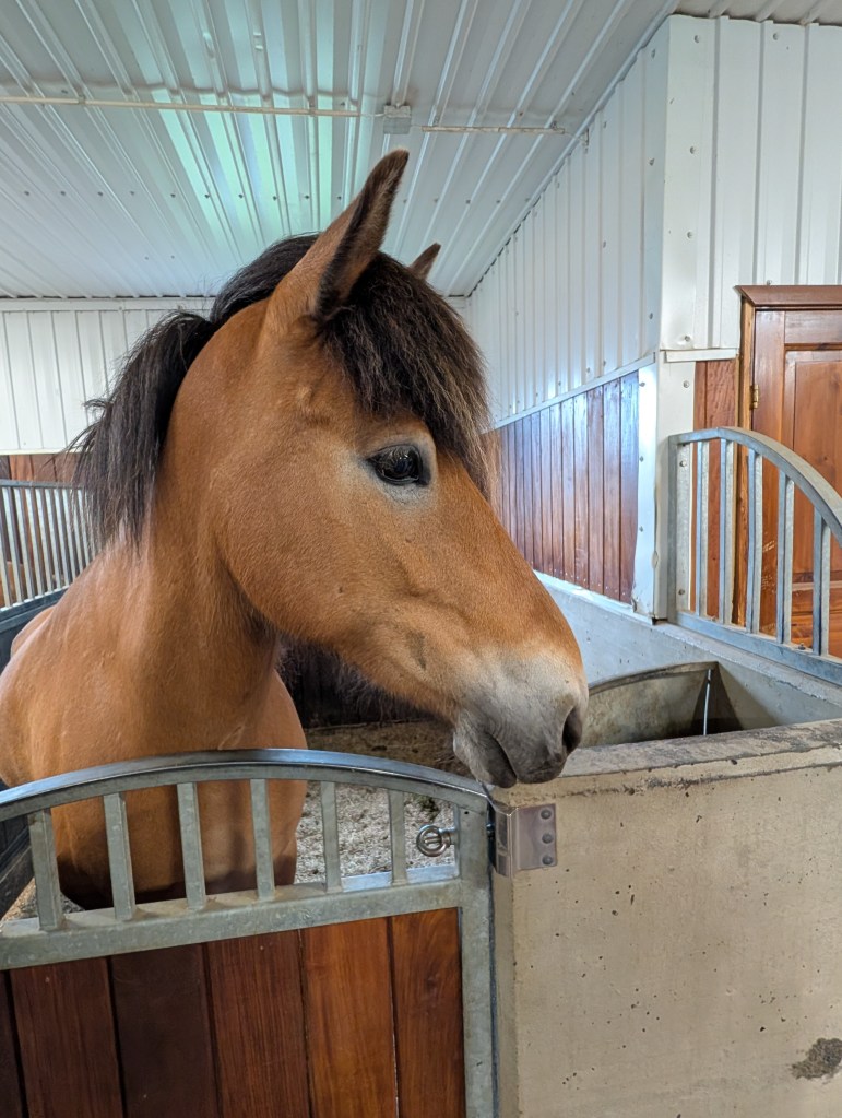 A close-up of a brown horse inside a stable, looking over a wooden gate.