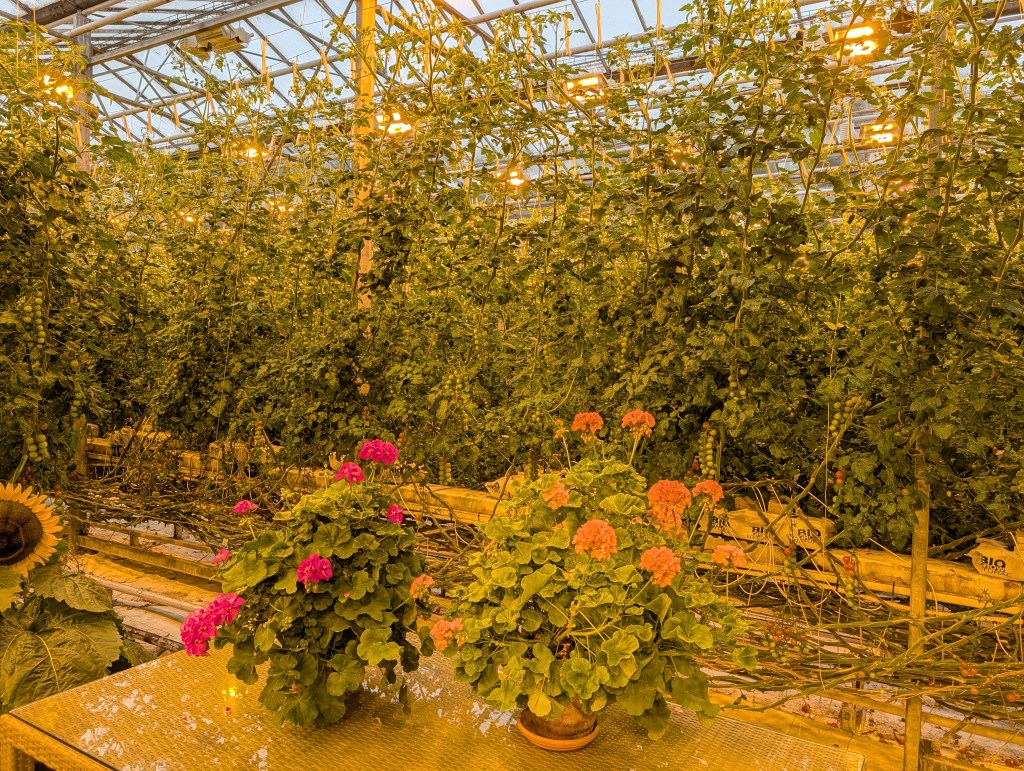 Interior view of a greenhouse with vibrant green plants growing vertically, illuminated by warm overhead lights. Two potted flowers, one pink and one orange, are placed on a table in the foreground.